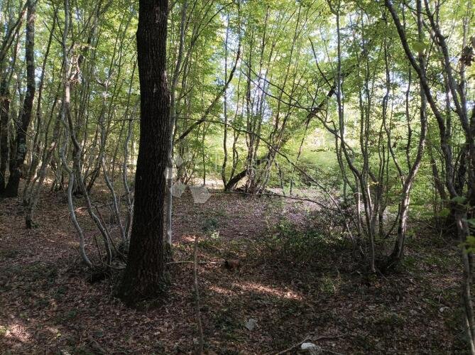 Prekrasna šuma u okolici Raklja