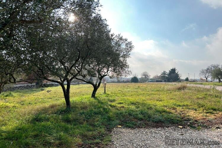 VODNJAN – prostrana ravna parcela, suhozid, masline - 2