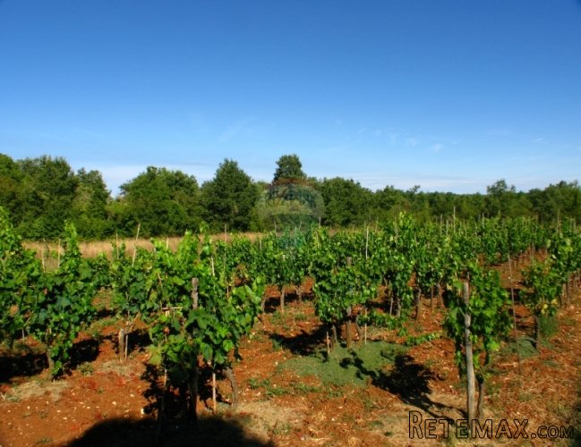 SVETI LOVREČ, KAMENA KUĆA ZA ADAPTACIJU I 13000 M2 ZEMLJIŠTA - 4