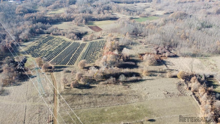 ISTRA, NEDEŠĆINA - Poljoprivredno zemljište 9824 m2 - 2