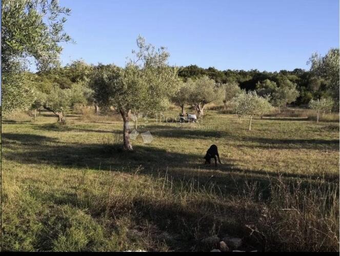 Maslenik kod Rovinjskog sela - 2