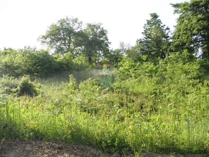 Središnja Istra, građevinski teren za izgradnju 3 vile s... - 2