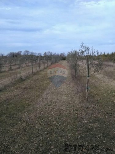 Istra, Juršići, maslinik sa 145 maslina - 2