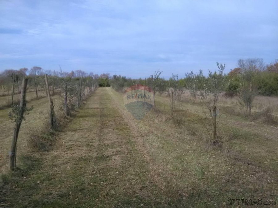 Istra, Juršići, maslinik sa 145 maslina - 3