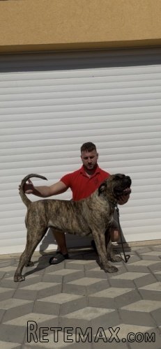Presa Canario ženka
