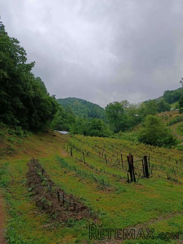 Kuca kljuc u ruke sa plantazom borovnice - 12