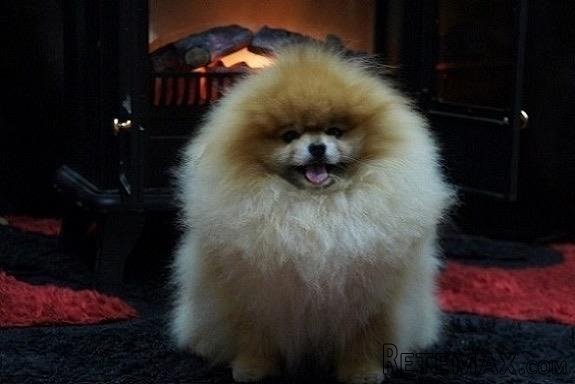 Pomeranski špic,Pomeranac,Pomeranian,Boo štenci - 2