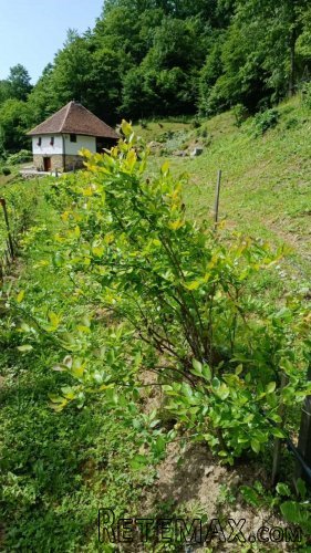 Kuca kljuc u ruke sa plantazom borovnice - 20