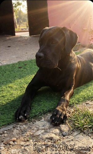 Cane Corso mlad pas