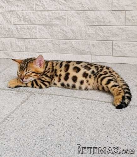 MMaestro_bengal macici