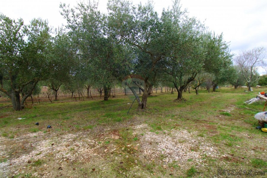 Rovinj,kuća 70m2 i maslenik - 3
