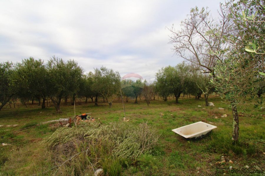 Rovinj,kuća 70m2 i maslenik - 5