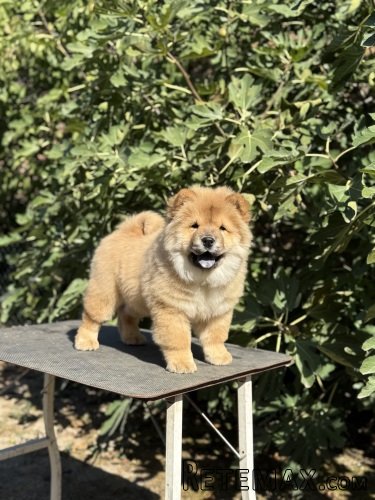 Chow Chow / Čau Čau štenci na prodaju!
