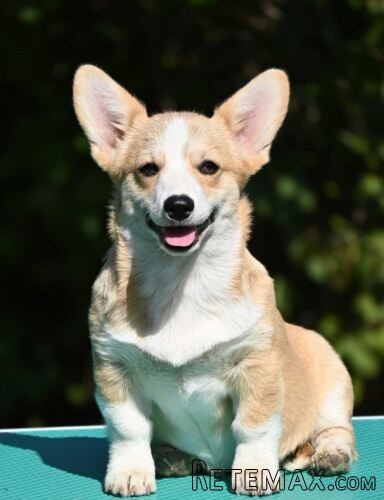 Velski korgi/Welsh Corgi Pembroke štenci