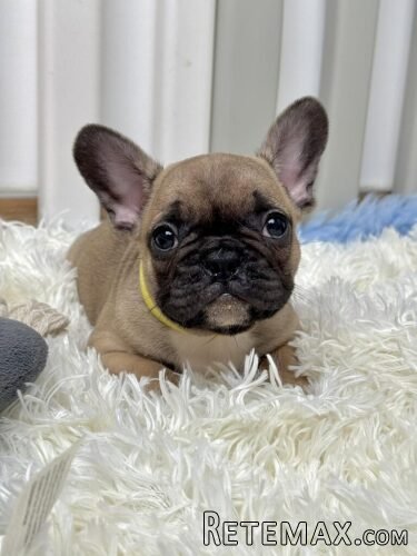 Francuski Buldog štenci