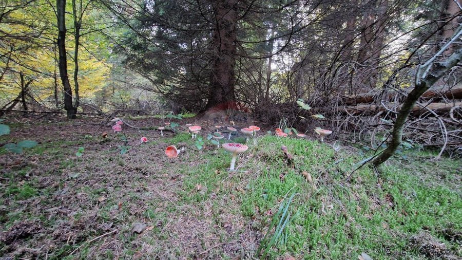 Gorski Kotar-Vrbovsko/poljoprivredni teren 5.200 m2 - 3
