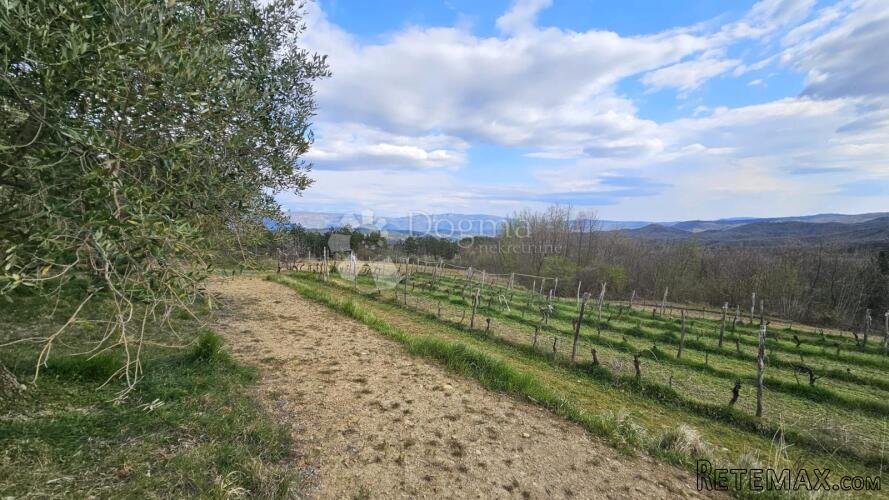 VINOGRAD U OLOICI PAZINA - POGLED NA UČKU I MORE - 2