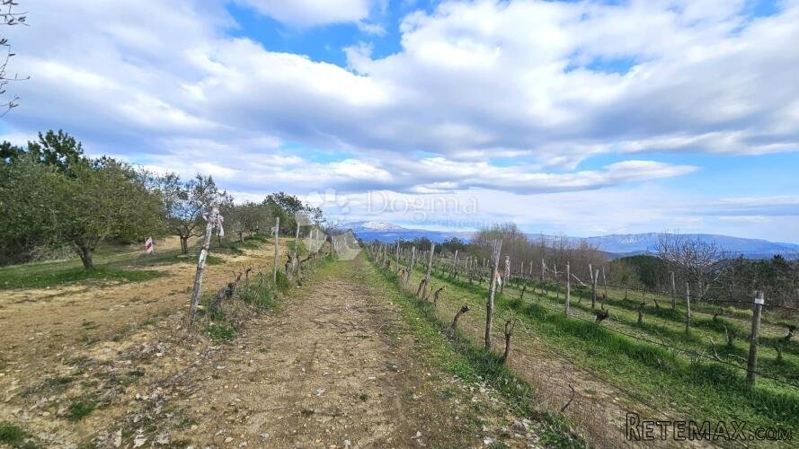 VINOGRAD U OLOICI PAZINA - POGLED NA UČKU I MORE - 3