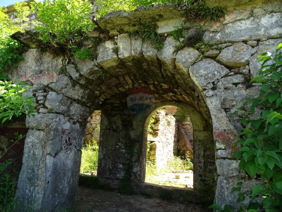Breza-starina za adaptaciju - 4