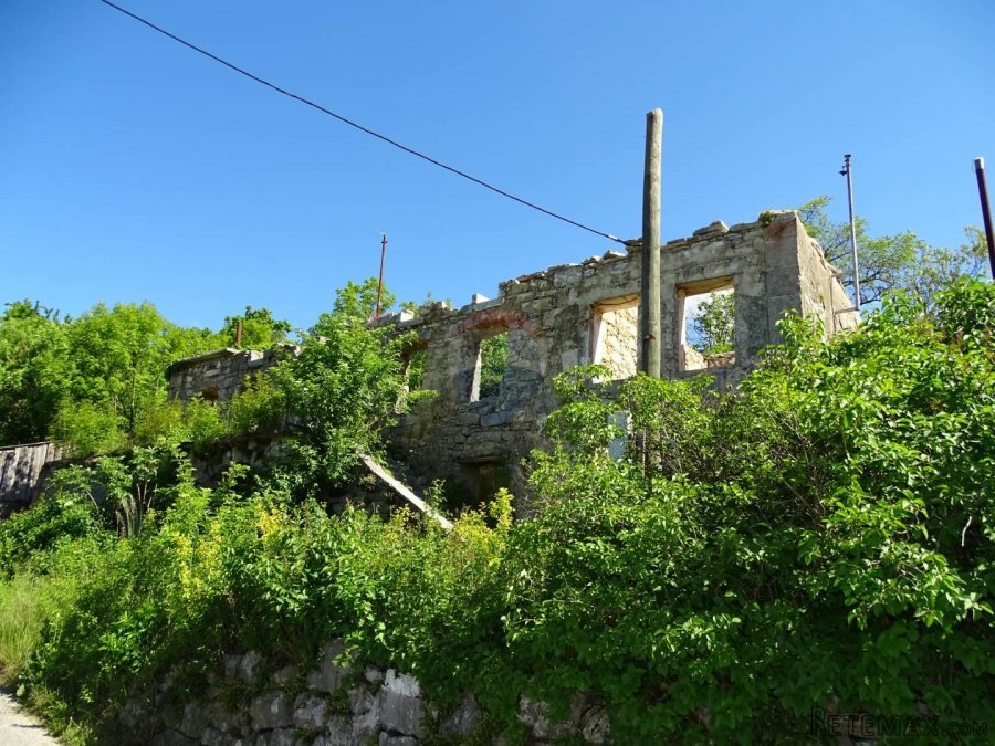 Breza-starina za adaptaciju - 6