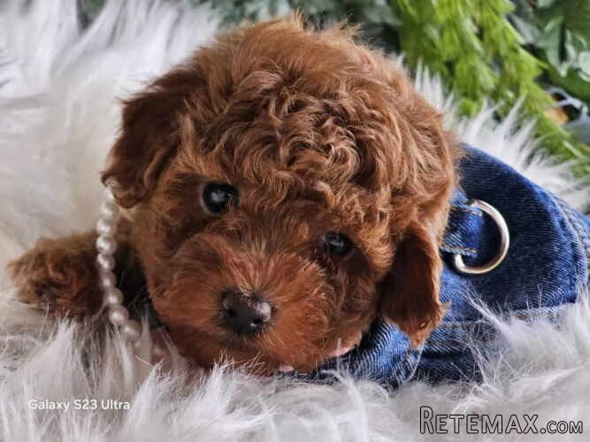 Nove bebice toy I mini pudle
