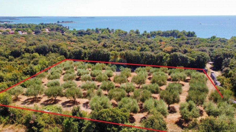 Rovinj,maslinik 3200m2,250m od mora