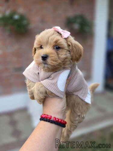 Maltipoo nove bebe