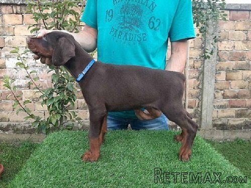Doberman štenci