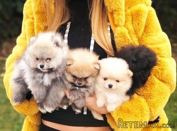 Pomeranski špic,Pomeranac,Pomeranian,Boo štenci