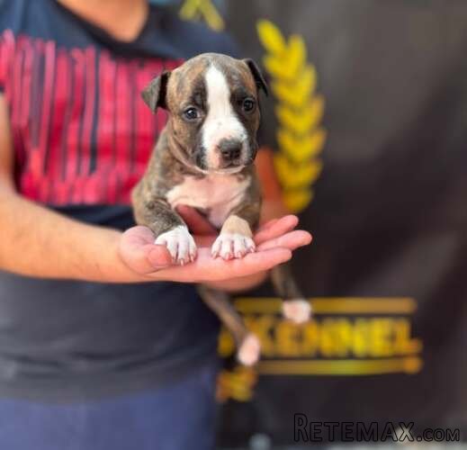 Američki Stafordski Terijer, štenci vrhunskog porekla