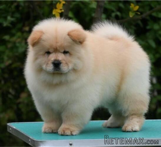Chow Chow Čau Čau štenci