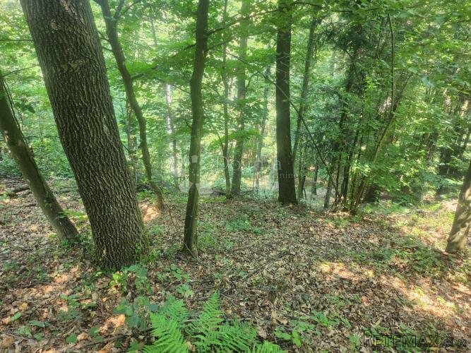 36.192m² zemljišta, šuma i oranice po atraktivnoj cijeni! - 2