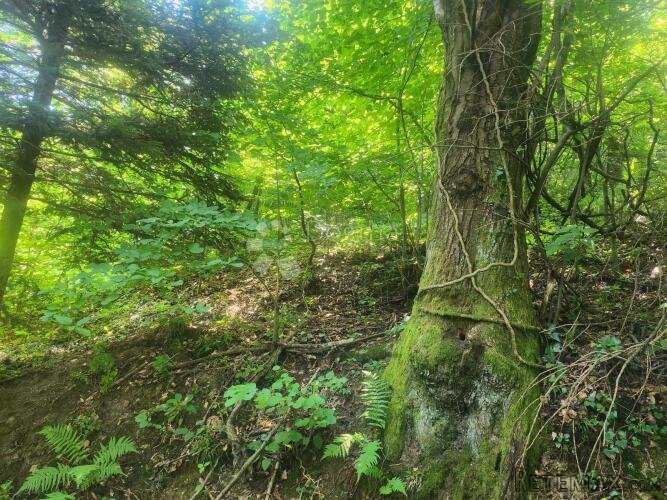 36.192m² zemljišta, šuma i oranice po atraktivnoj cijeni! - 3