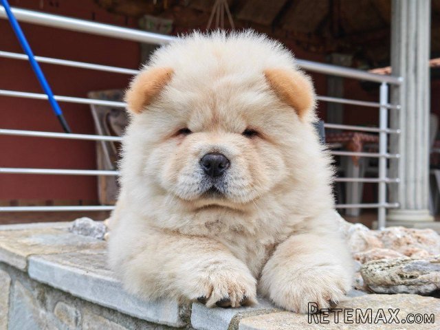 Krem Chow Chow štenci