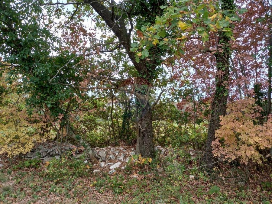 Istra,Krnica- poljoprivredno zemljište u blizini mjesta i is - 10