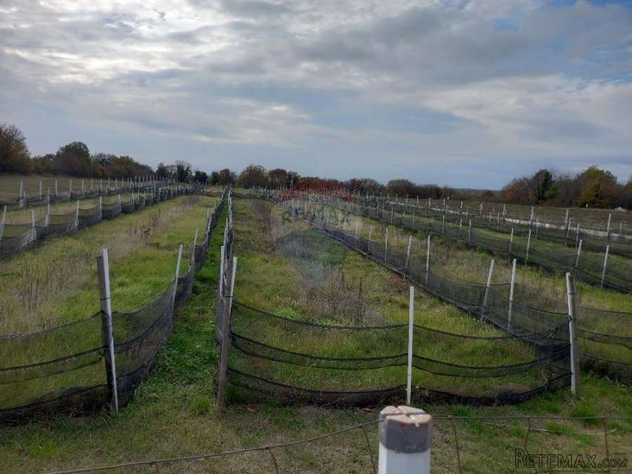 Istra, blizina istočne obale, Krnica, poljoprivredno zemljiš - 3