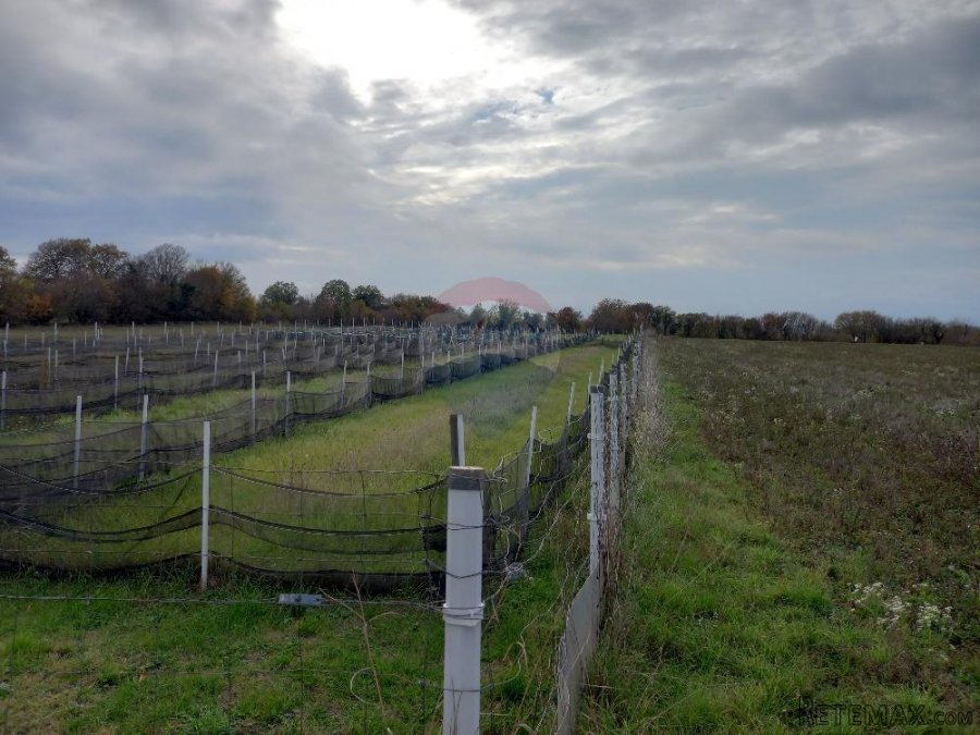Istra, blizina istočne obale, Krnica, poljoprivredno zemljiš - 5