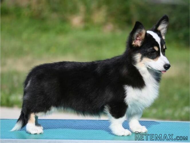 Velski korgi/Welsh Corgi Pembroke štenci