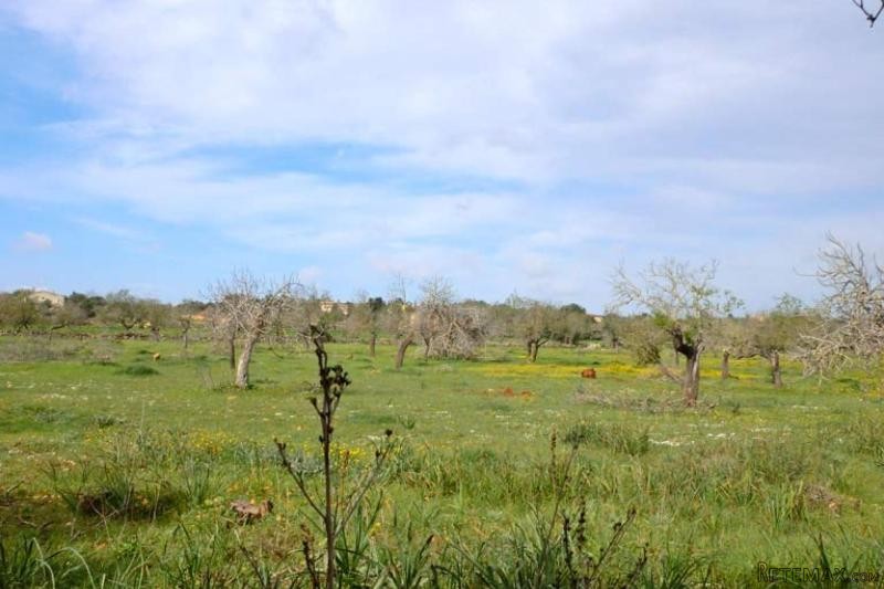 Rustic plot nearby Porto Cristo Majorca - 2