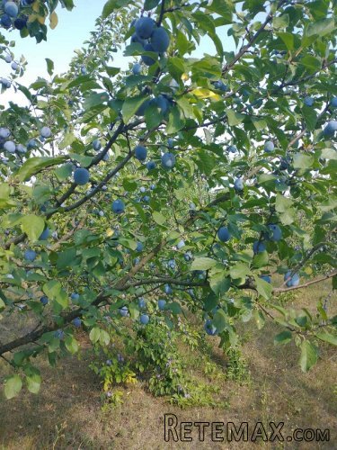Kuca+letnjikovac Obrenovac-Stubline - 12