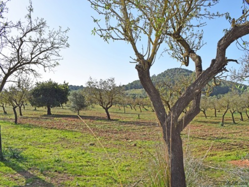 100.000m2 Plot At The Outskirts Of Alaro - 2