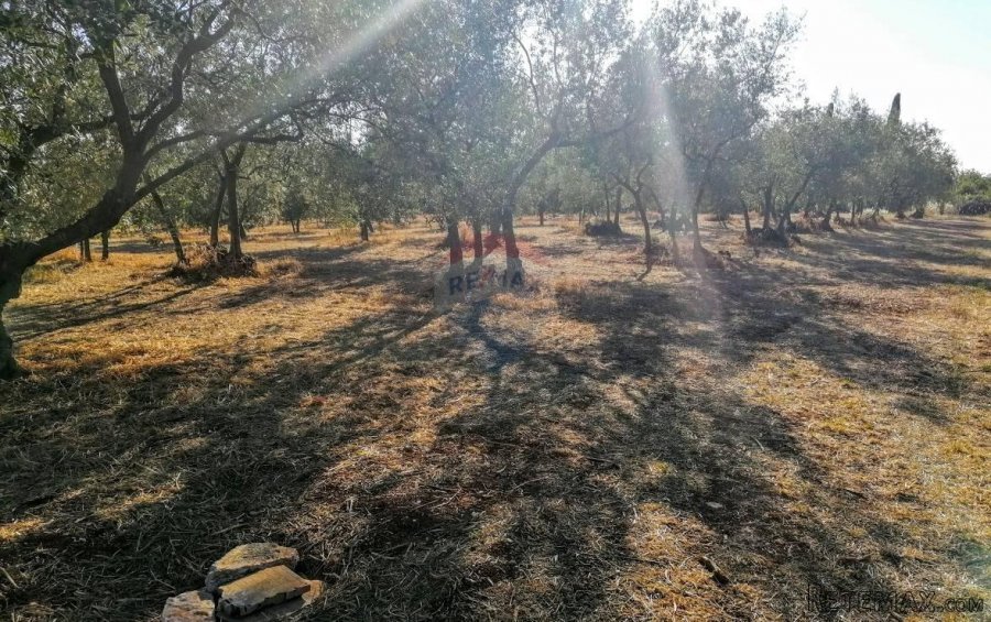 Istra, Poreč, Tar-Maslinik 700m od mora