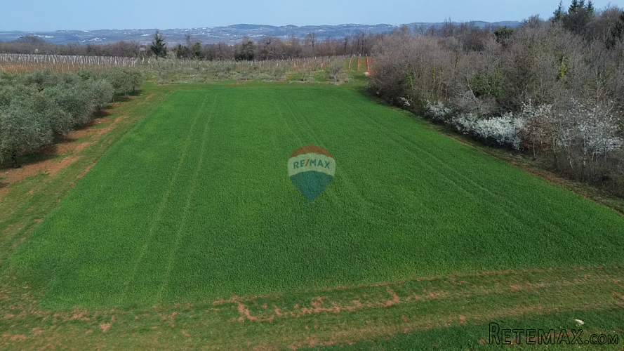 Istra, Vižinada, okolica - oranica 17.273 m² – odmah spremna - 3