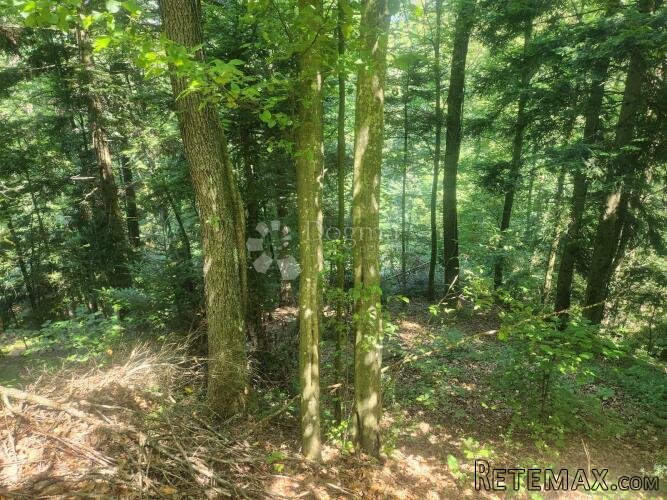 Šuma 15.966m² na području Maclja - 3
