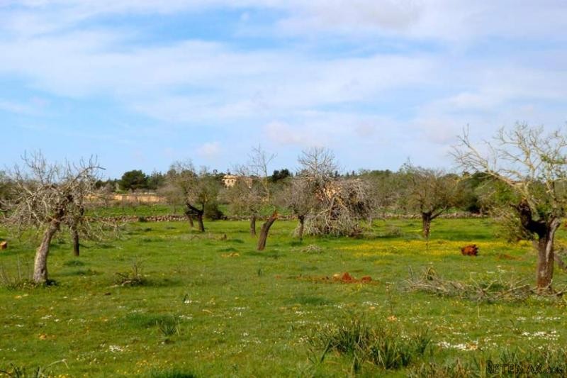 Rustic plot nearby Porto Cristo Majorca
