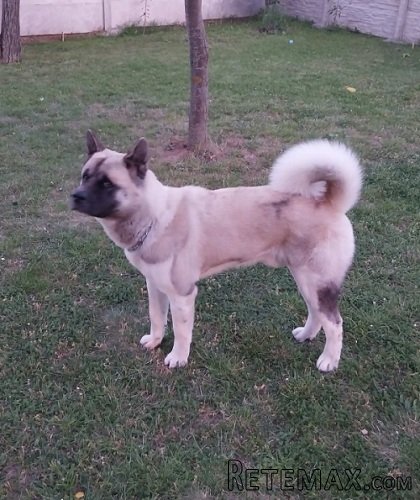 Američka akita, parenje - 2