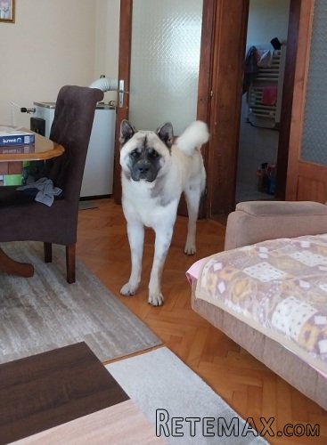 Američka akita, parenje - 3