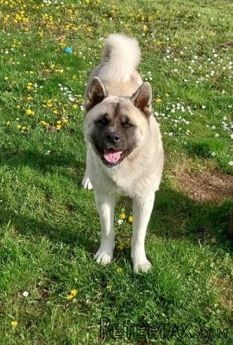 Američka akita, parenje - 4