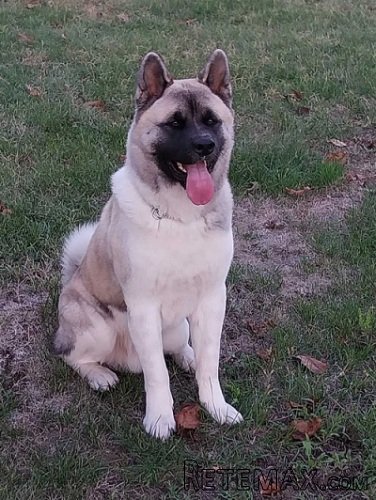 Američka akita, parenje - 5