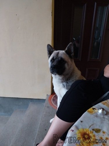 Američka akita, parenje - 6